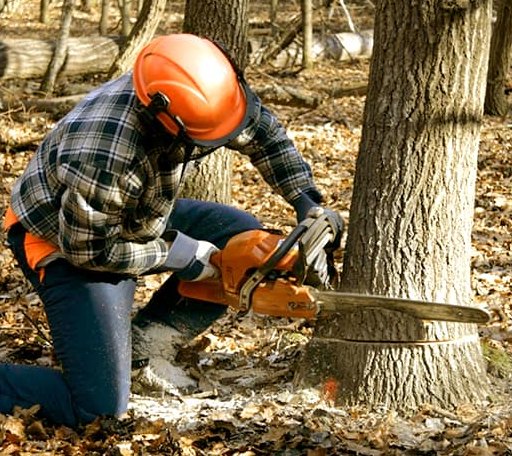 Tree Removal in Lowell, VT
